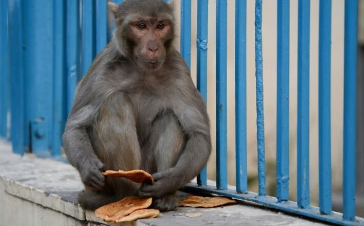 जी–२० लाई लक्षित गरि नयाँ दिल्लीले शुरु गर्याे बाँदर नियन्त्रण