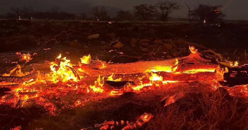 अमेरिकाको माउ टापुको जंगलमा आगो लाग्दा ३८५ जना बेपत्ता