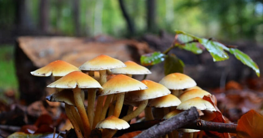 विषालु च्याउ खाँदा बझाङमा एकै परिवारका दुई जनाको मृत्यु