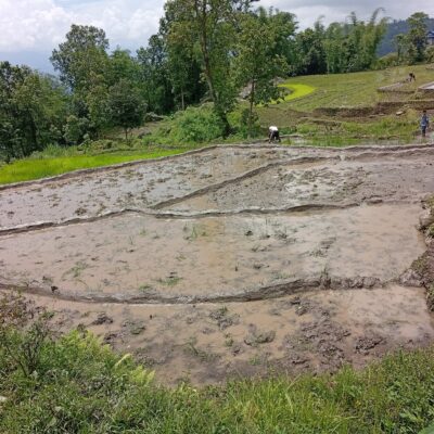 संखुवासभामा ७५ प्रतिशत धान रोपाइँ